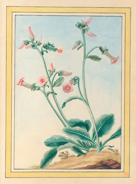 Plantes de Chine Pl100 1776