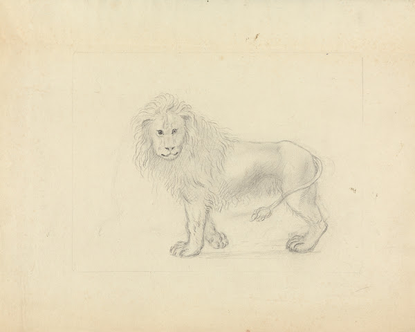 A Lion