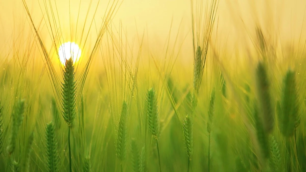 제주도 가족여행 리조트 가격별 예약 전략과 할인 활용법