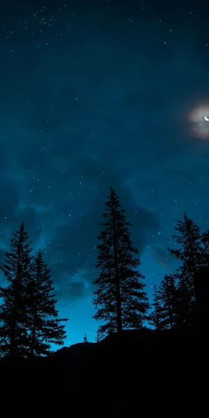 Night Sky, Pine Trees, Moonlight, Stars 5K Wallpaper Background