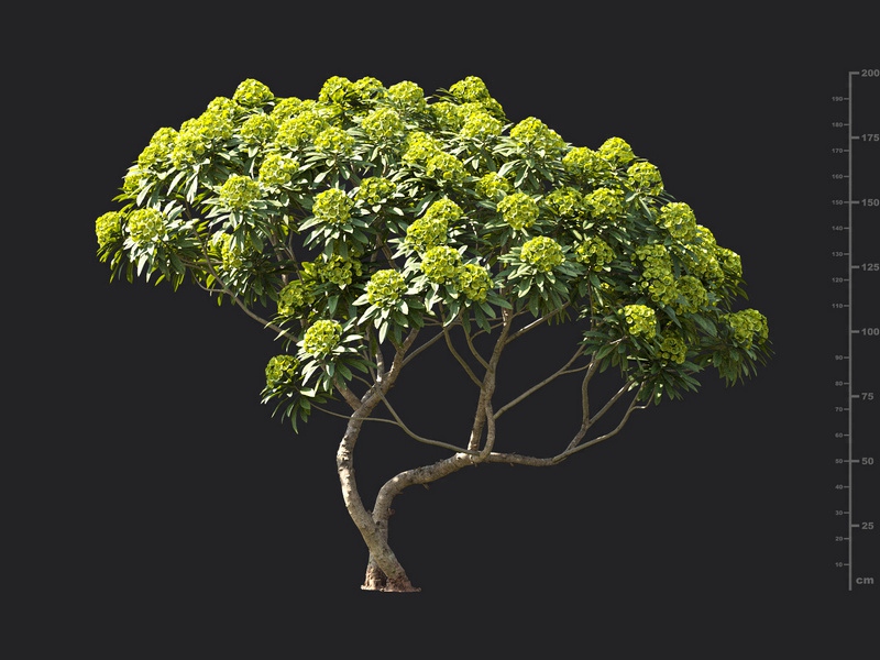 Maxtree - Plant Models Vol.119