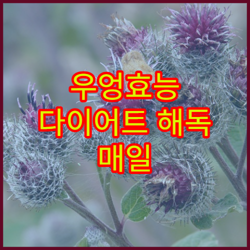 우엉효능 다이어트 해독 매일 먹는 법 주의점 완벽가이드
