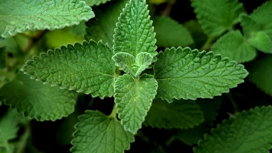 4 plantas medicinais que podem controlar o açúcar no sangue: O que a ciência revela
