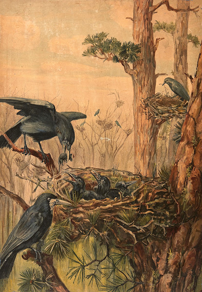 Crows 1906