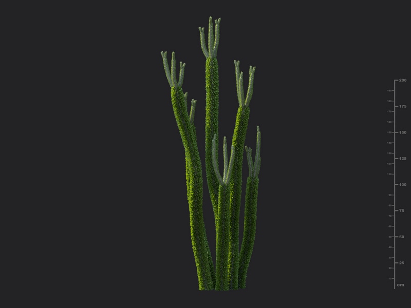 Maxtree - Plant Models Vol.130
