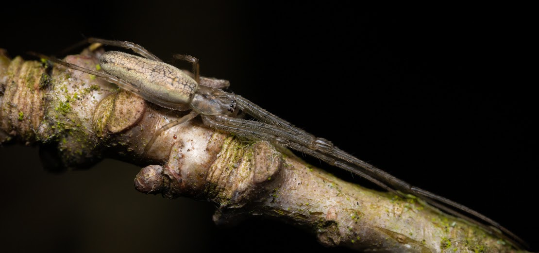 Tetragnatha sp.