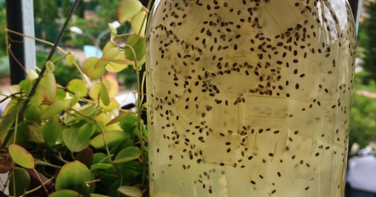 Nha đam hạt chia đường phèn