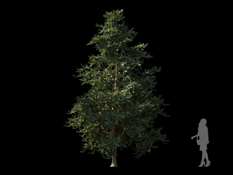 Maxtree - Plant Models Vol.120