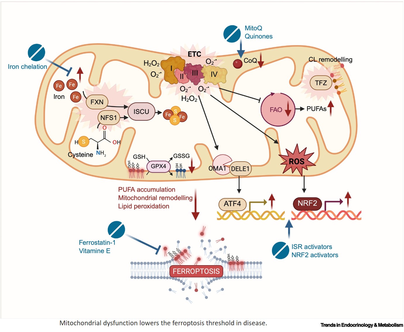 How mitochondria regulates ferroptosis