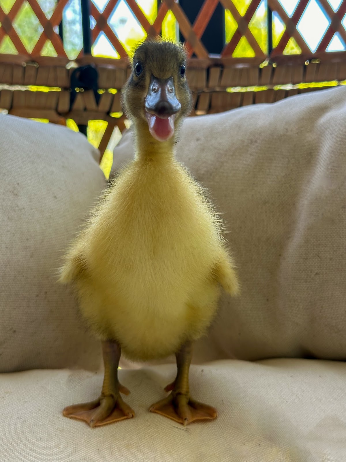 Welsh Harlequin Duckling