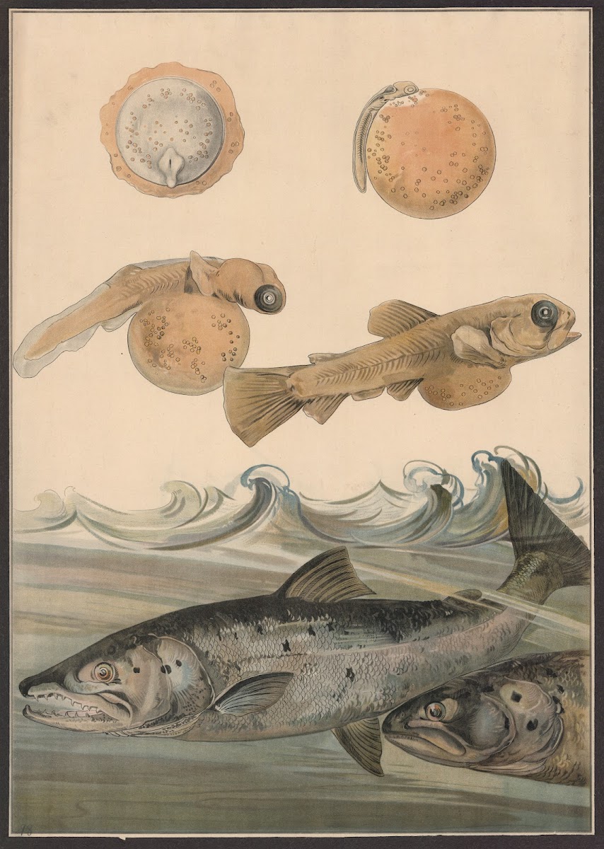 Salmon 1910
