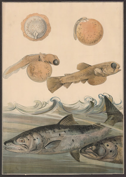Salmon 1910