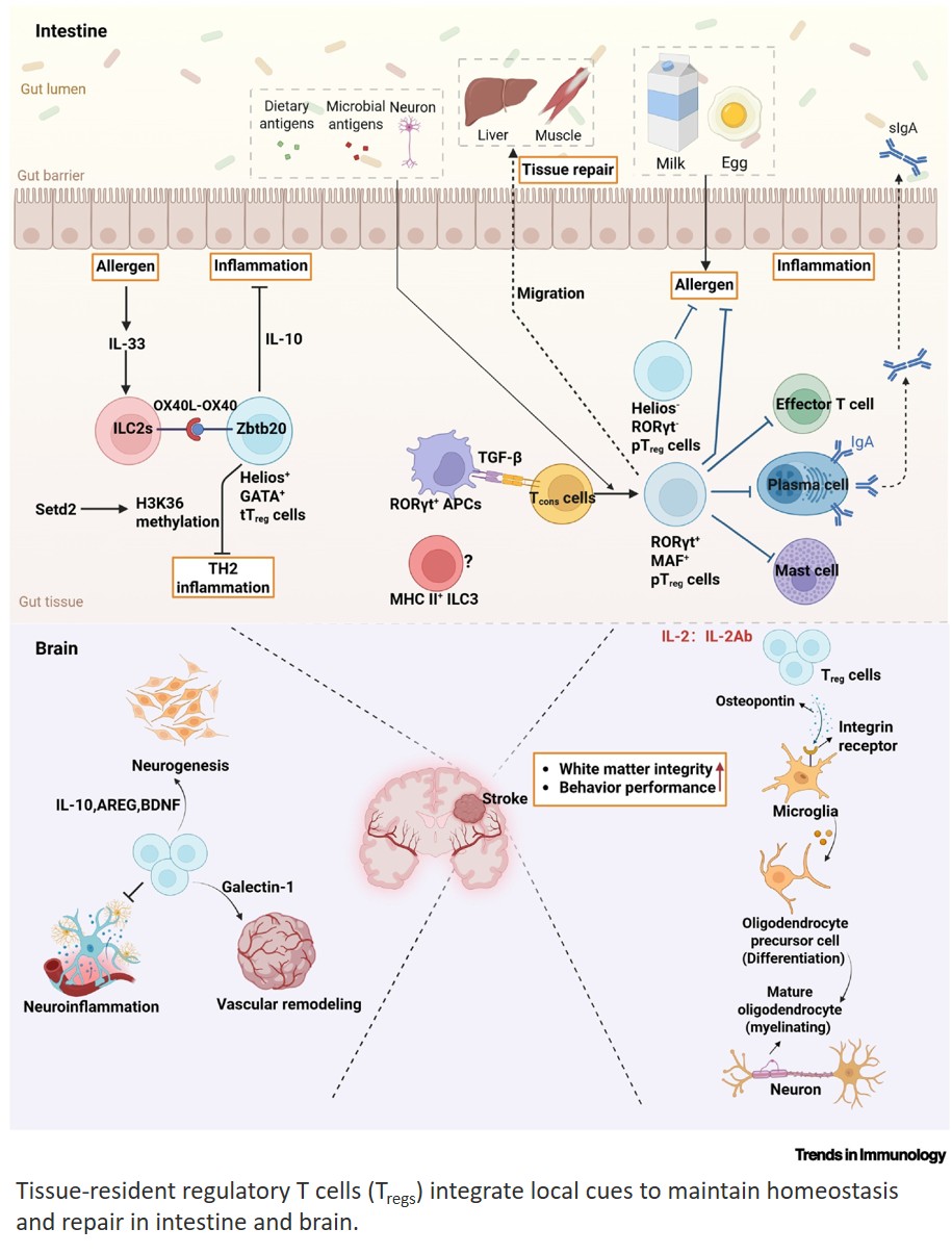 Tissue-resident regulatory T cells: modulators of local immunity