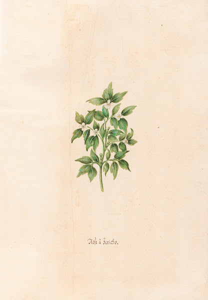 Rose à Jericho 1692