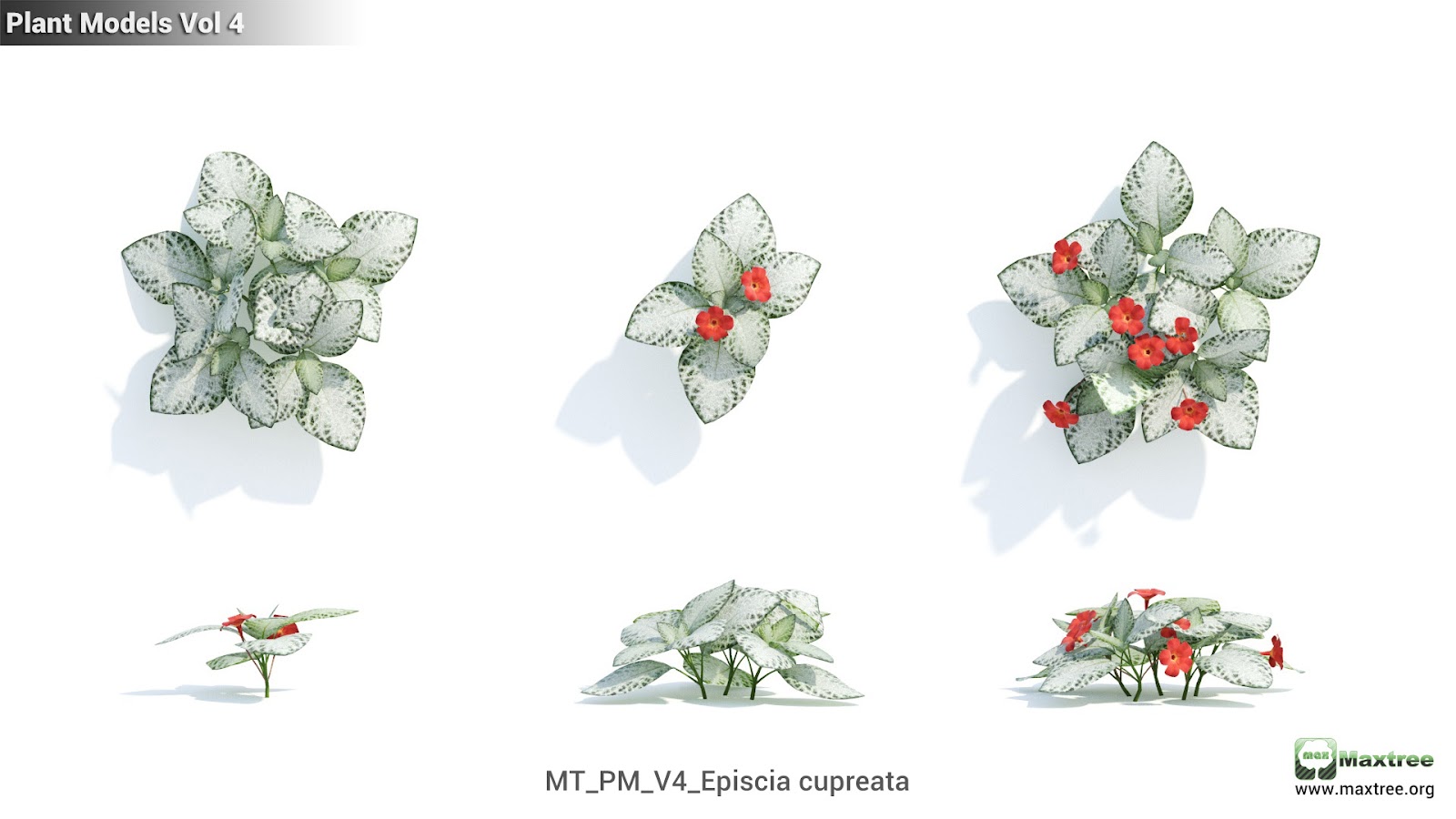 Maxtree - Plant Models Vol.4