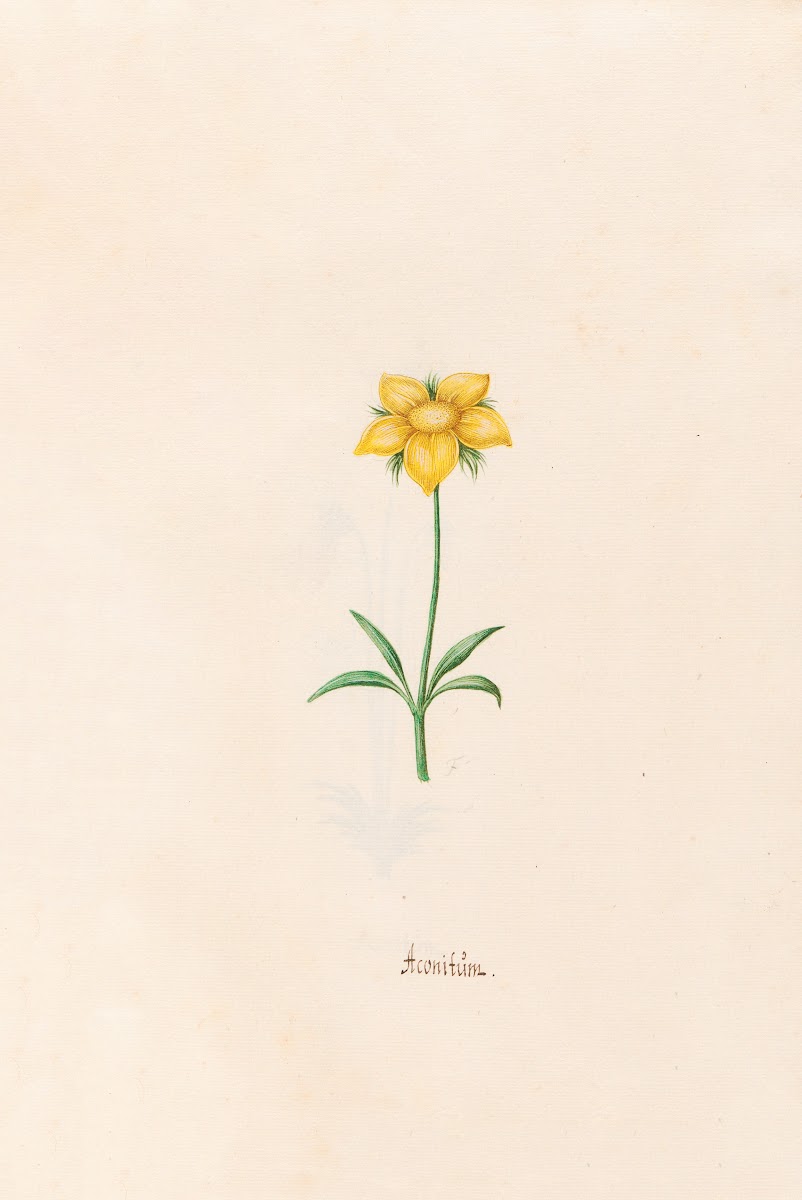 Aconitüm 1692