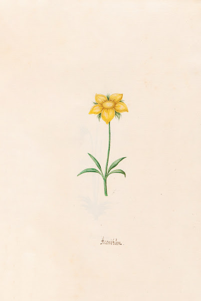 Aconitüm 1692
