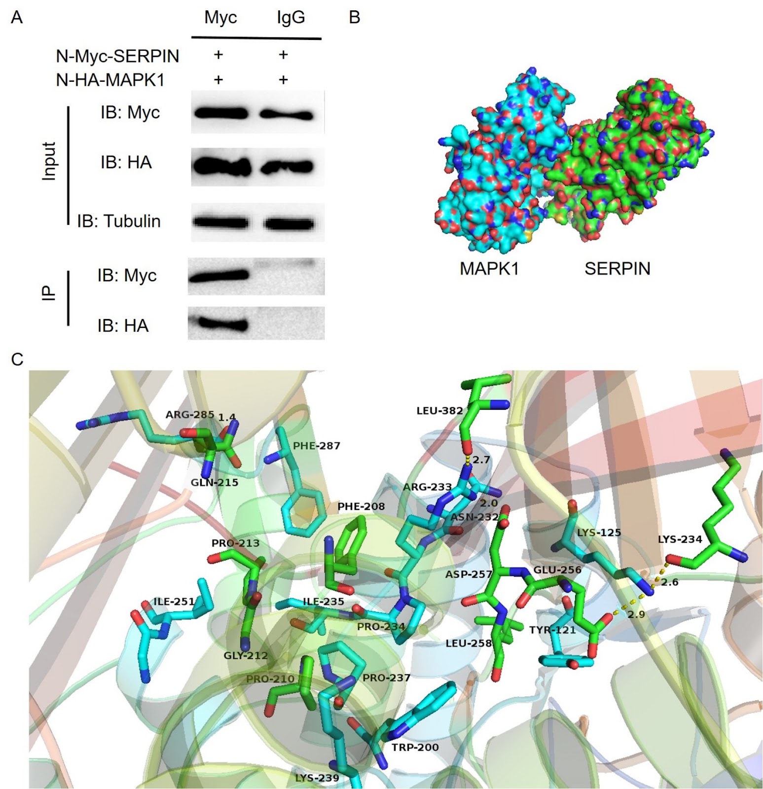 Identification of the interaction between MAPK1 and Eimeria acervulina serine protease inhibitor: a preliminary functional study