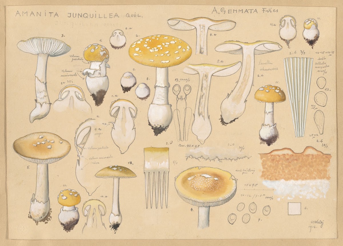 Amanita junquillea Quél 1915 1945