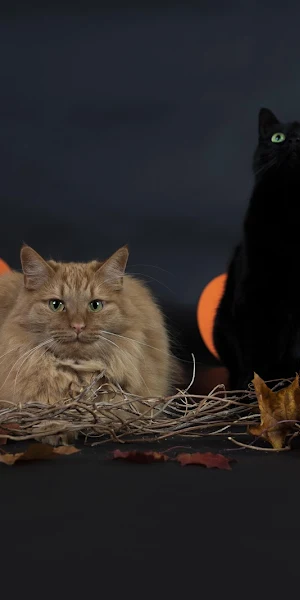 Halloween, Cats, Pumpkins, Festive 5K Wallpaper Background