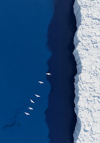 Aerial Bird Flock Blue Ice Ocean