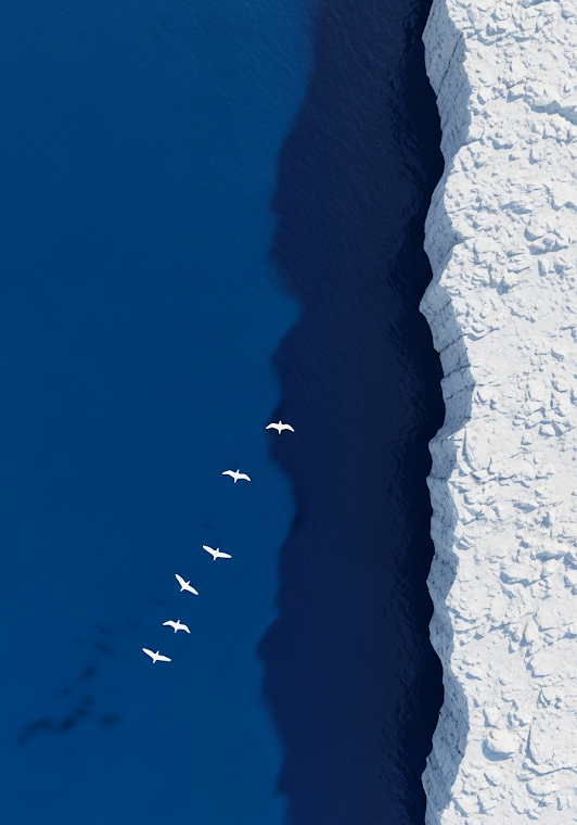 Aerial Bird Flock Blue Ice Ocean