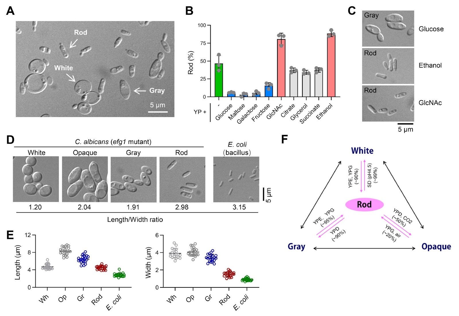 The rod cell, a small form of Candida albicans, possesses superior fitness to the host gut and adaptation to commensalism