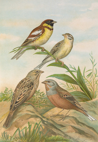 Emberiza aureola Pall Emberiza caesia Cretschmar