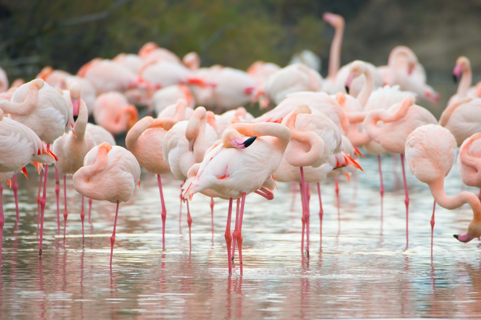 France Camarque flamingoes