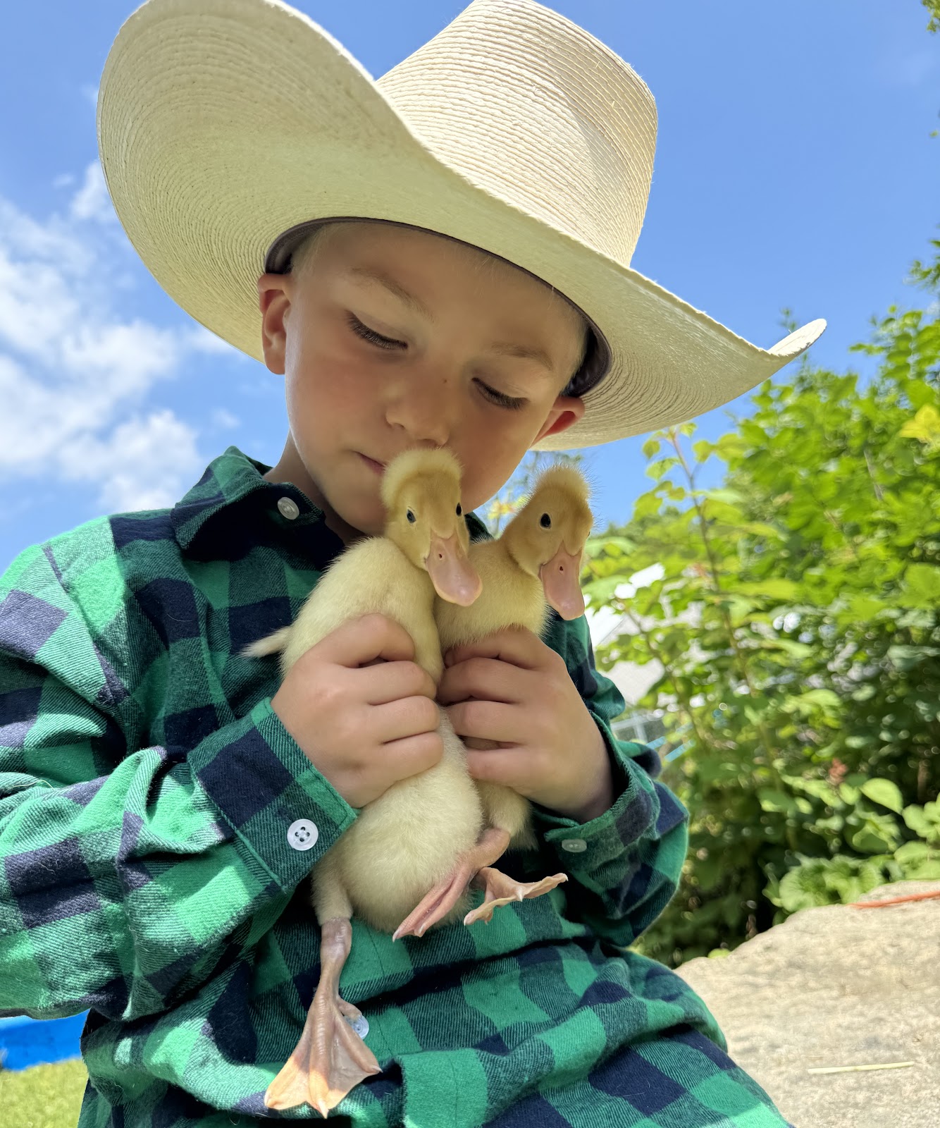 White Crested Duckling