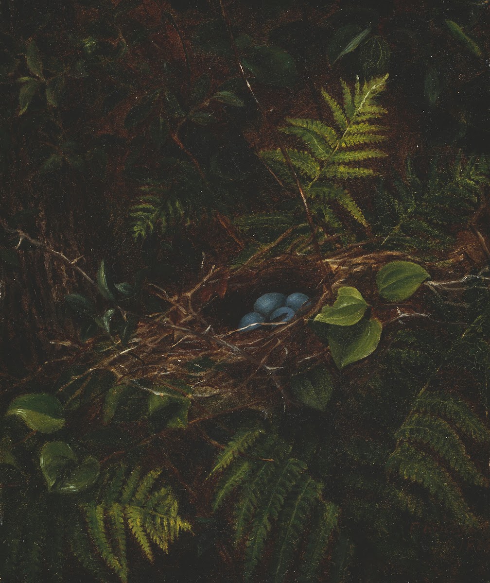 Birds Nest and Ferns 1863