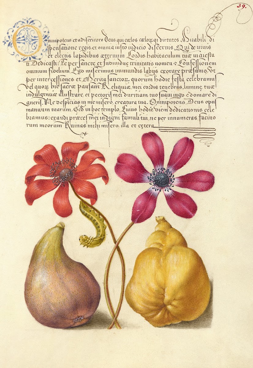 Poppy Anemones Caterpillar Fig and Quince 15611596