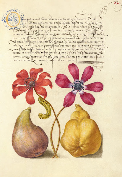 Poppy Anemones Caterpillar Fig and Quince 15611596