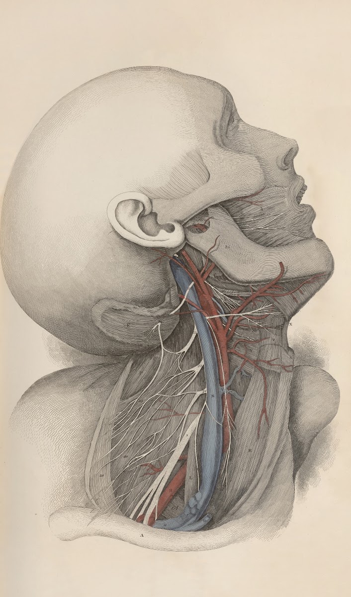 A system of anatomical plates of the human body Pl017 1840