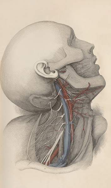 A system of anatomical plates of the human body Pl017 1840