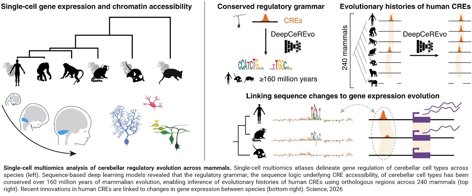 AI to retrace the gene regulation evolution in human cerebellum