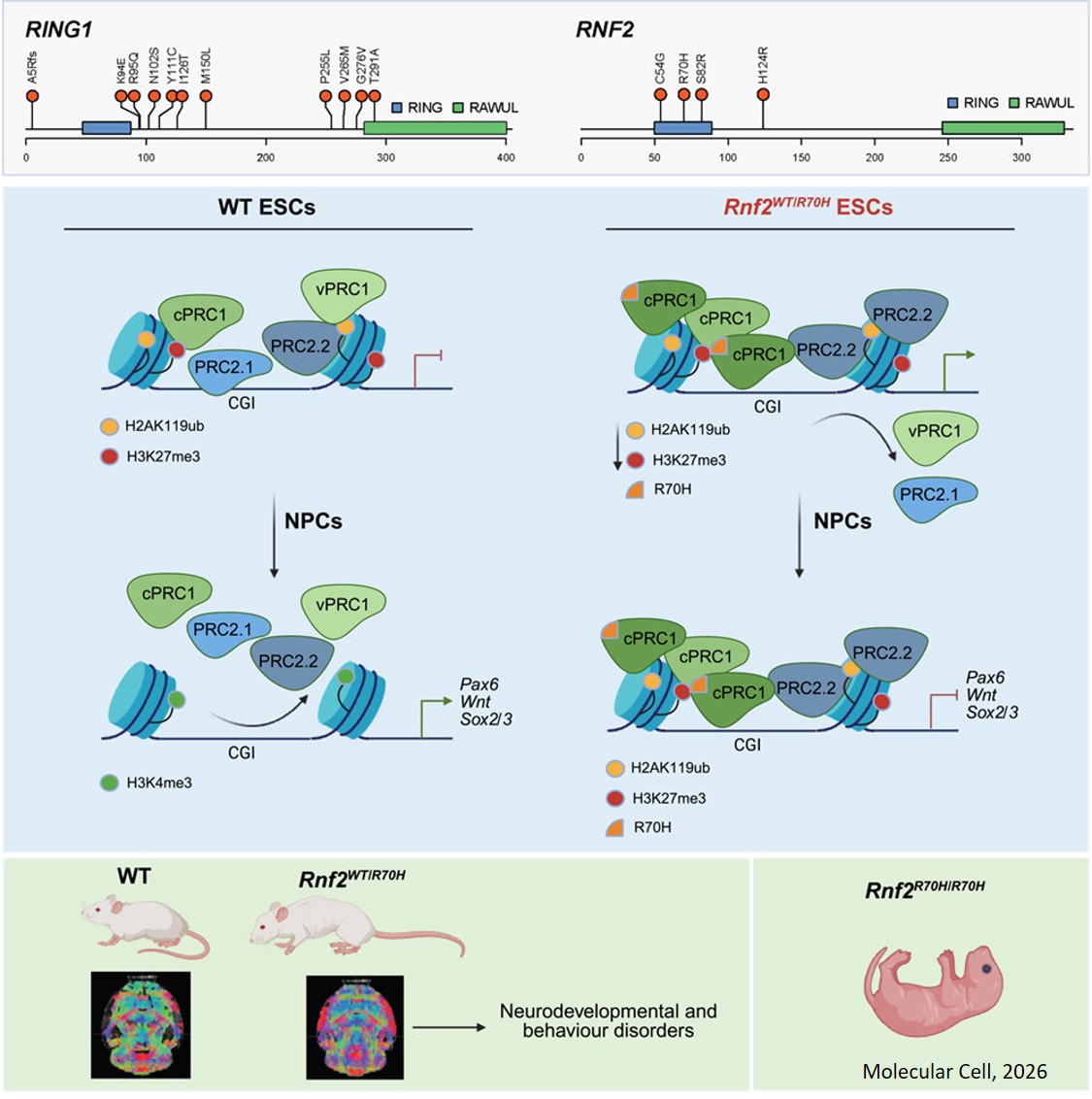 Unbalanced chromatin binding of Polycomb complexes drives neurodevelopmental disorders