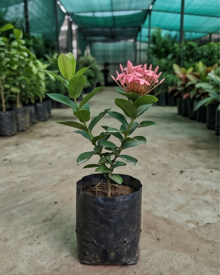 Ixora Pink Plant — view 4