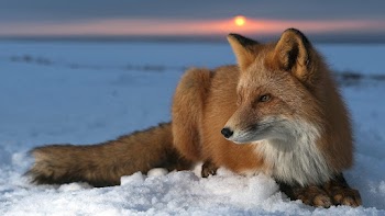 Fox Wallpaper