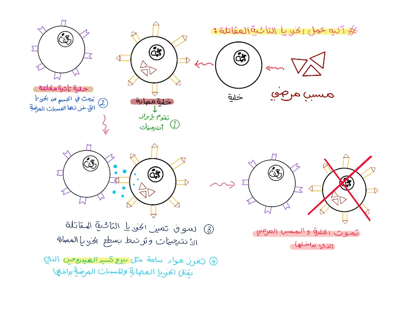 صورة الغلاف