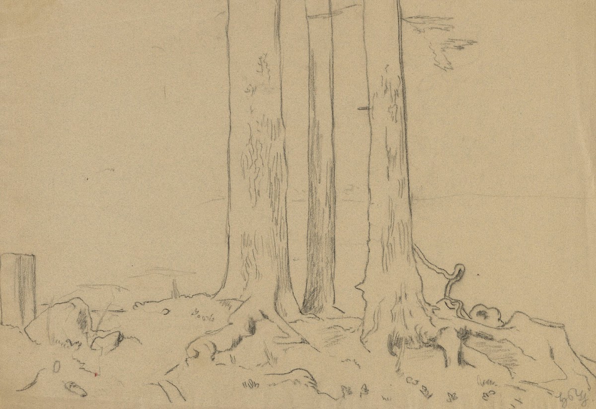 Trunks of Three Trees 1900