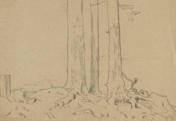 Trunks of Three Trees 1900