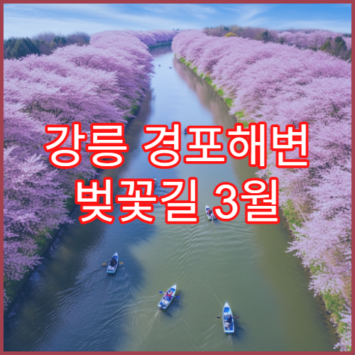 강릉 경포해변 벚꽃길 3월 평일 오전 10시 혼잡 피하기