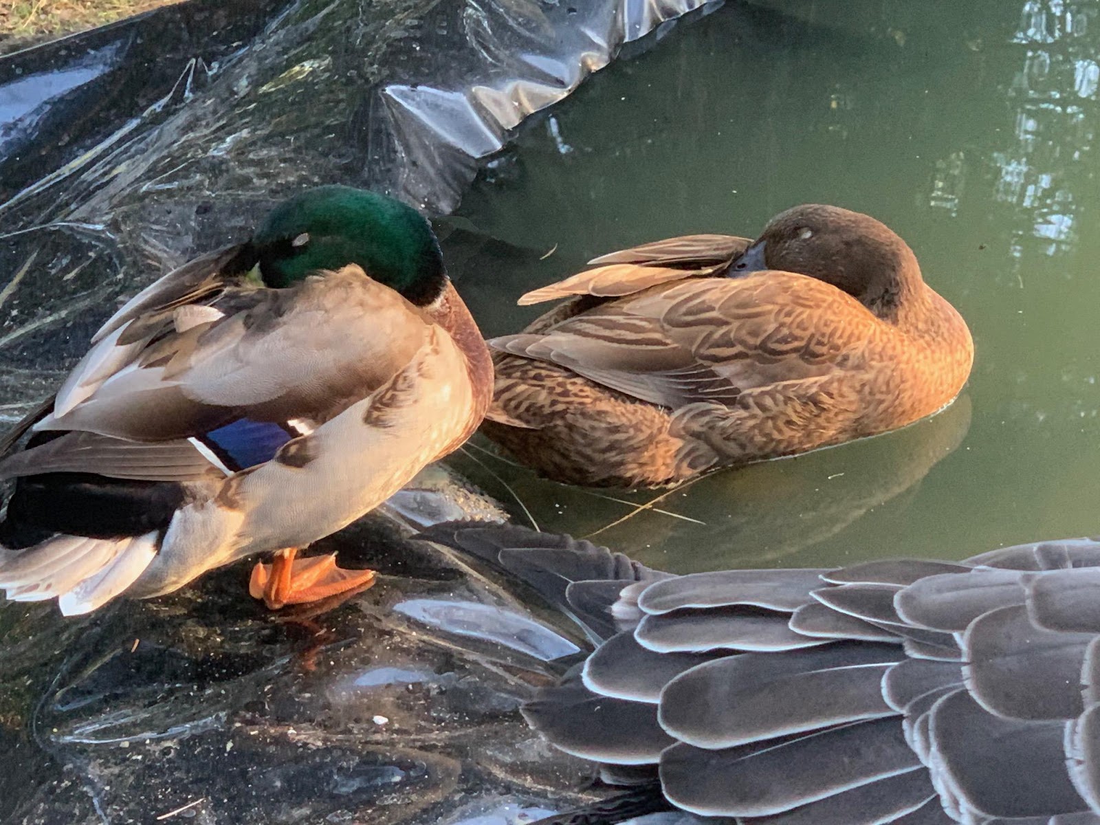 Khaki Campbell Duckling, Mallard Duckling