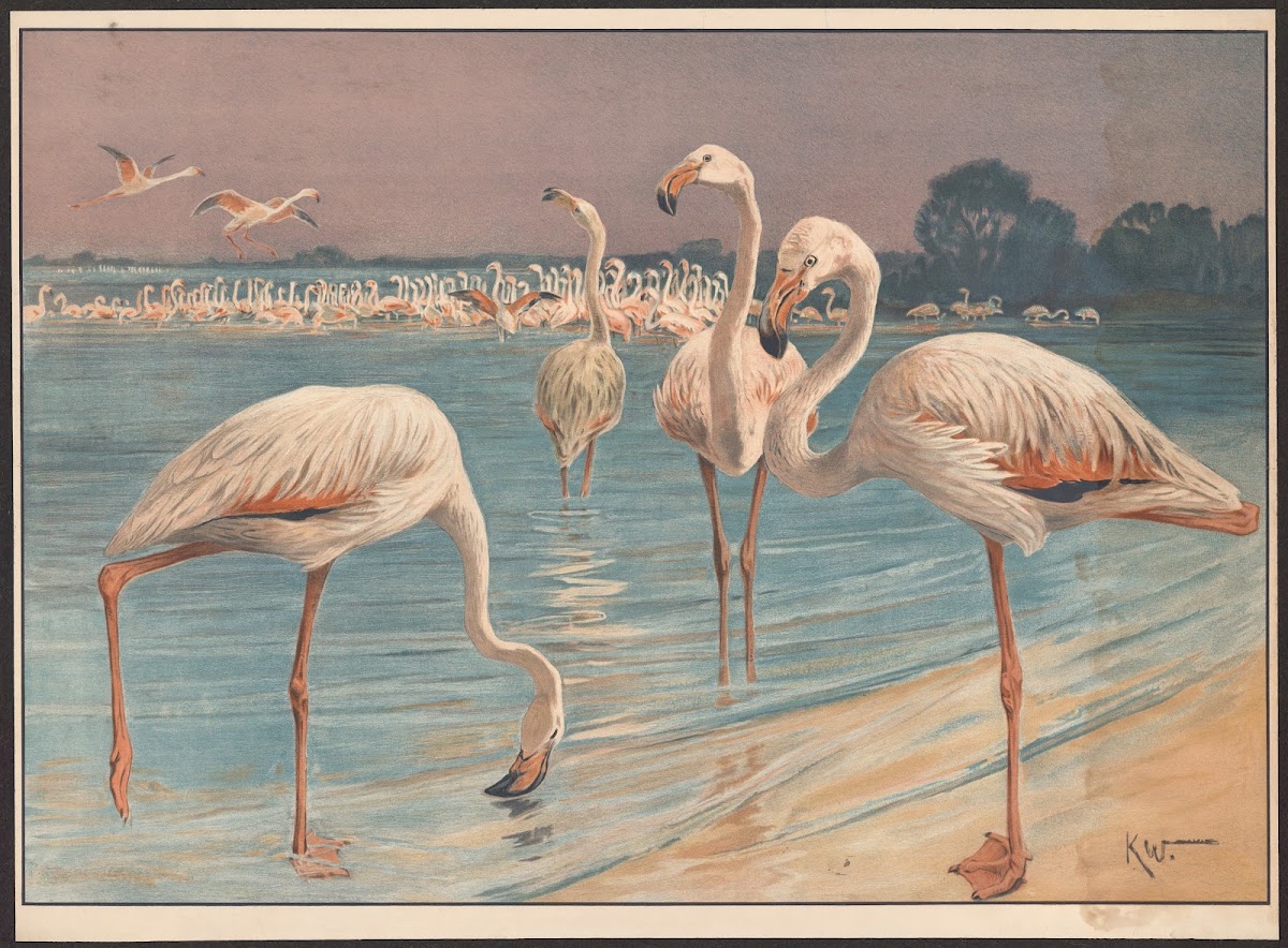 Flamingo 1911