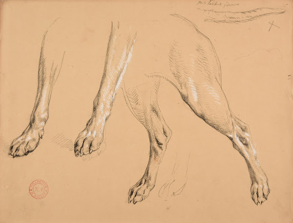Étude de pattes et queue de chien
