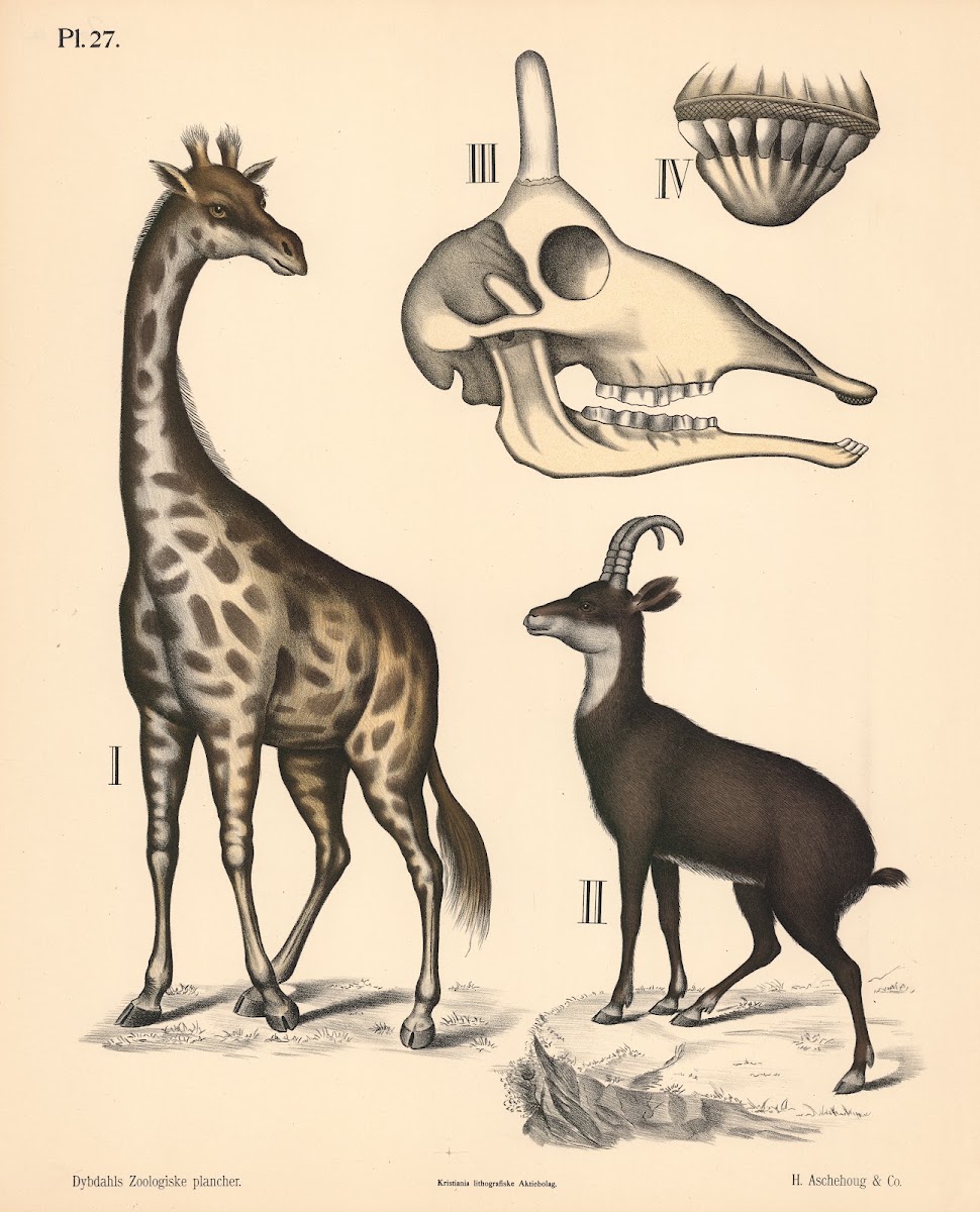 Pattedyr Drøvtyggere variant 1 1881
