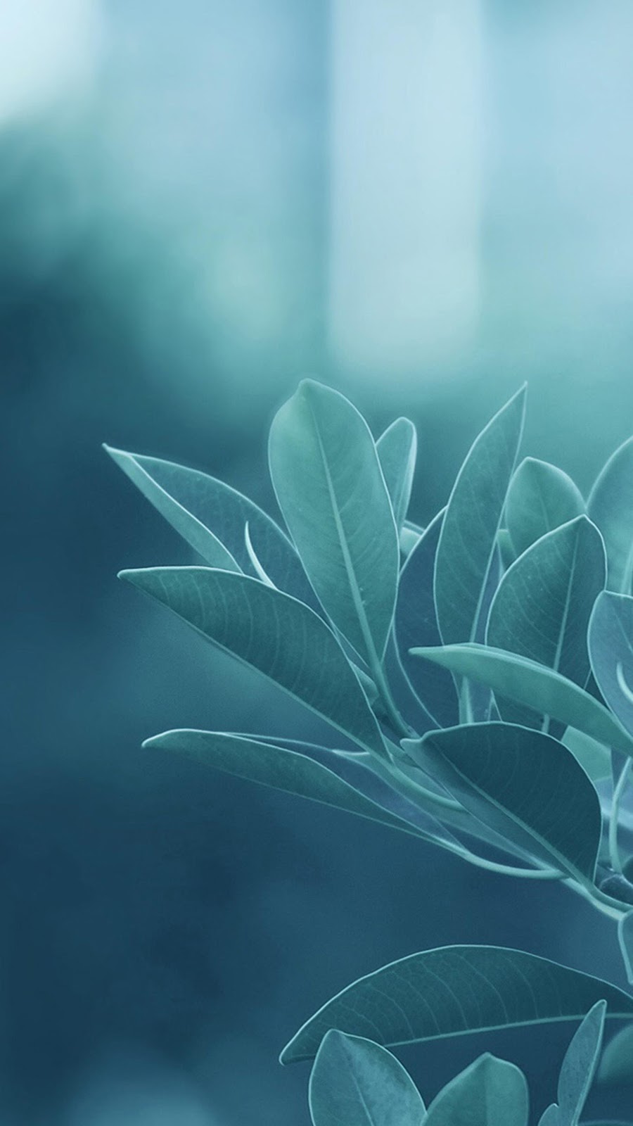 Leaves Picture