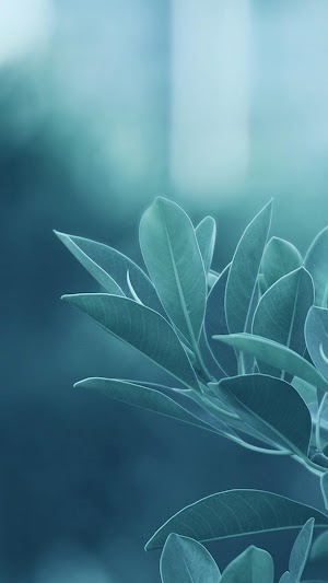 Leaves Picture