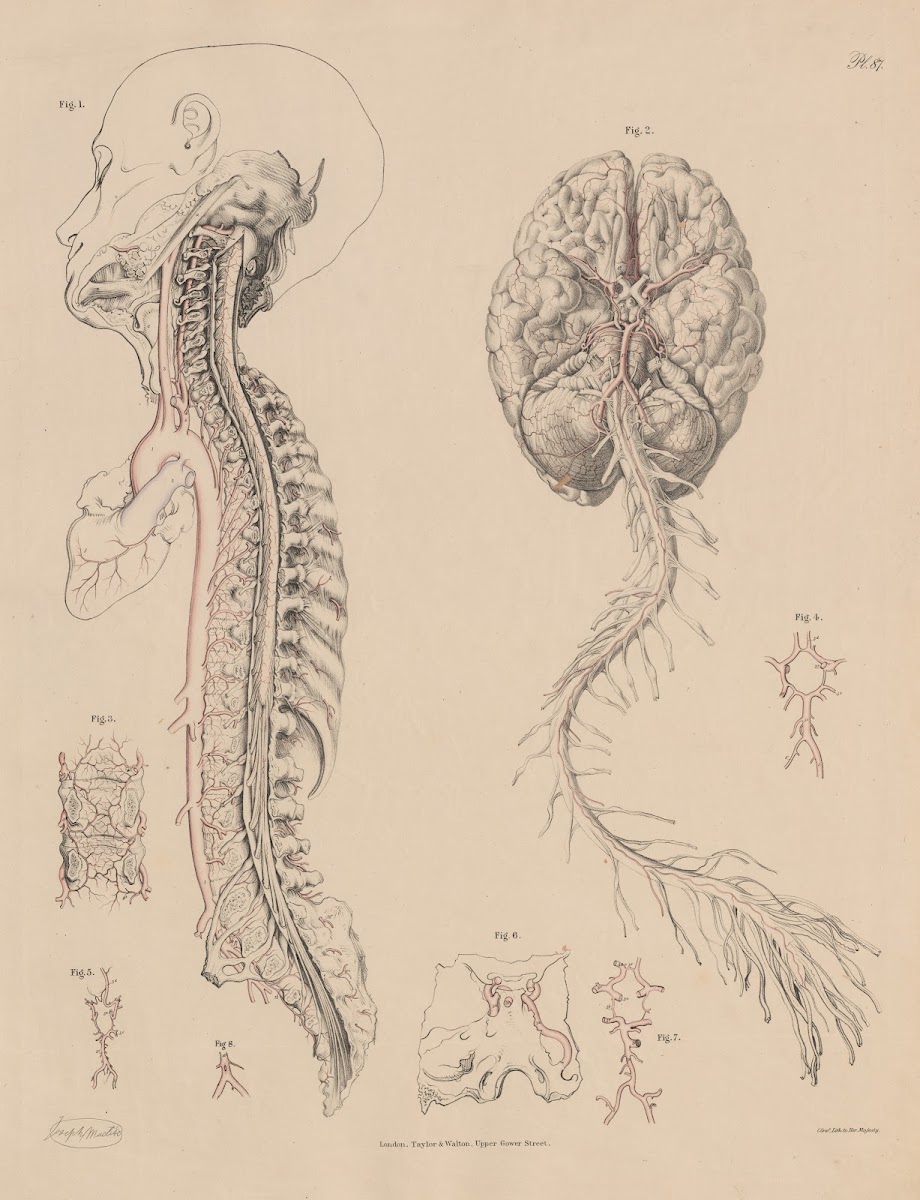 The ordinary disposition of the arteries of the Brain and Spinal Cord 1844